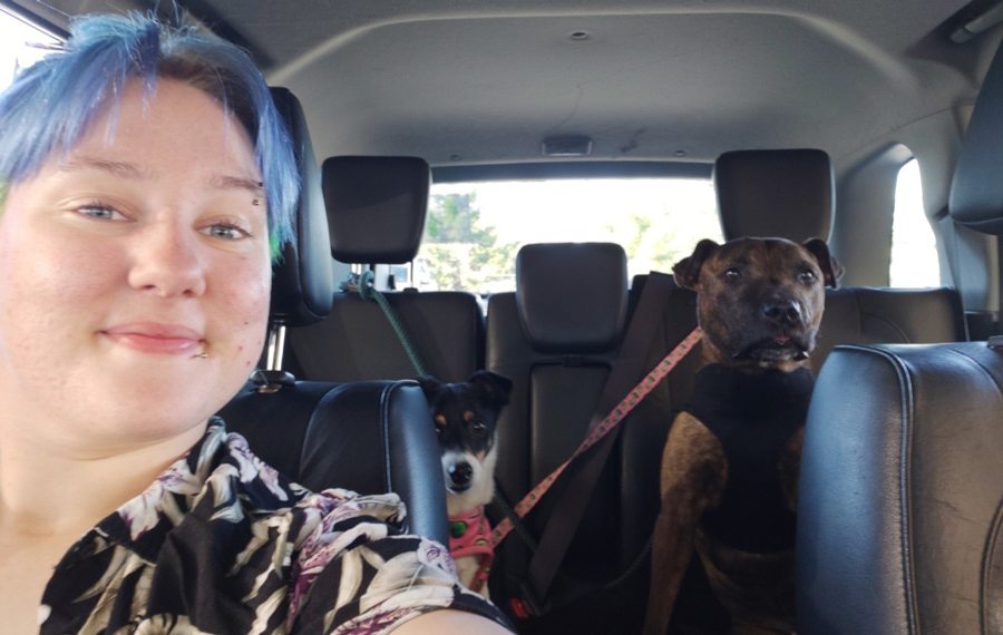 Tyler sitting inside a car with 2 dogs